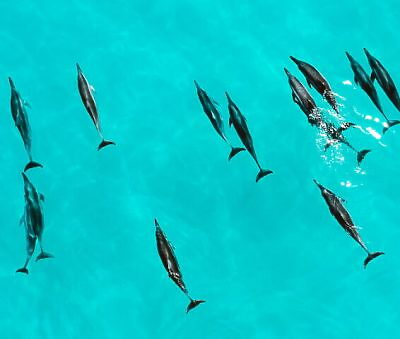Dolphins from aerial view at Lawai Beach